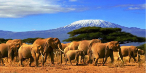 9 Days: Masai Mara | Lake Naivasha | Lake Nakuru | Aberdare | Mt Kenya & Samburu