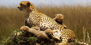 12 Days: Mt Kenya | Samburu | Nakuru | Masai Mara | Naivasha | Amboseli & Tsavo 
