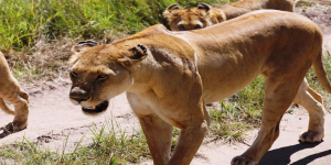 3 Days: Arusha | Manyara & Ngorongoro 