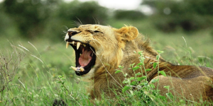 4 Days: Nairobi | Arusha | Manyara & Ngorongoro 