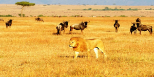 5 Days: Arusha | Manyara & Serengeti 