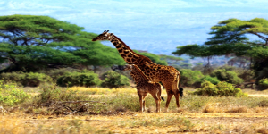 5 Days: Lake Manyara | Ngorongoro & Tarangire 