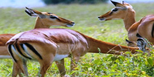 6 Days: Arusha | Lake Manyara | Ngorongoro | Serengeti & Tarangire 