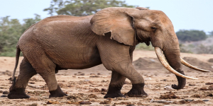 7 Days: Arusha | Manyara | Ngorongoro | Serengeti & Tarangire 